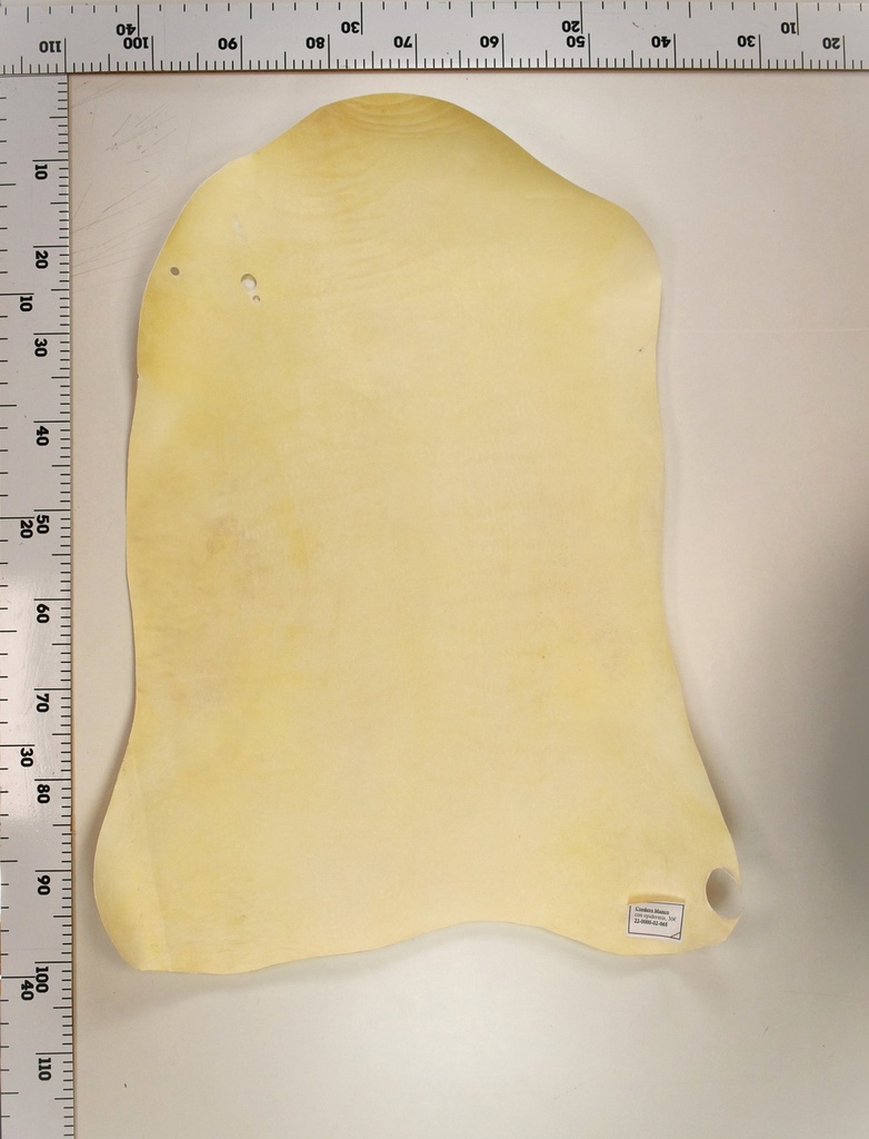 Cordero Blanco 22-0000-02-065