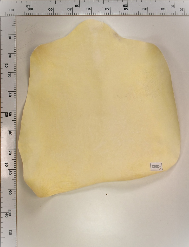 Cordero Blanco 22-0000-02-069