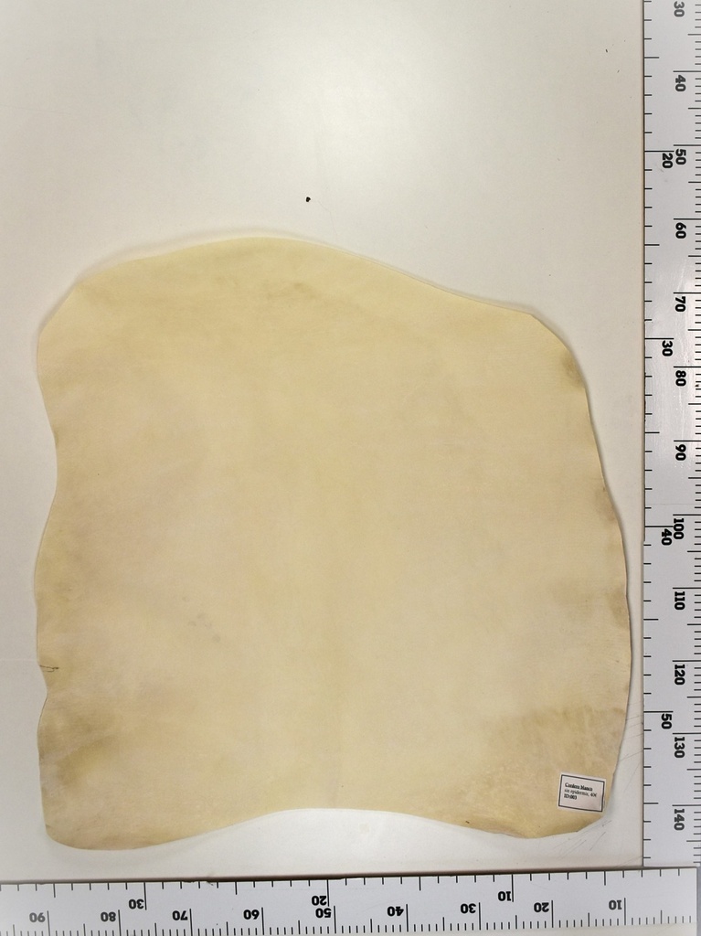 Cordero blanco impresión digital ID:003