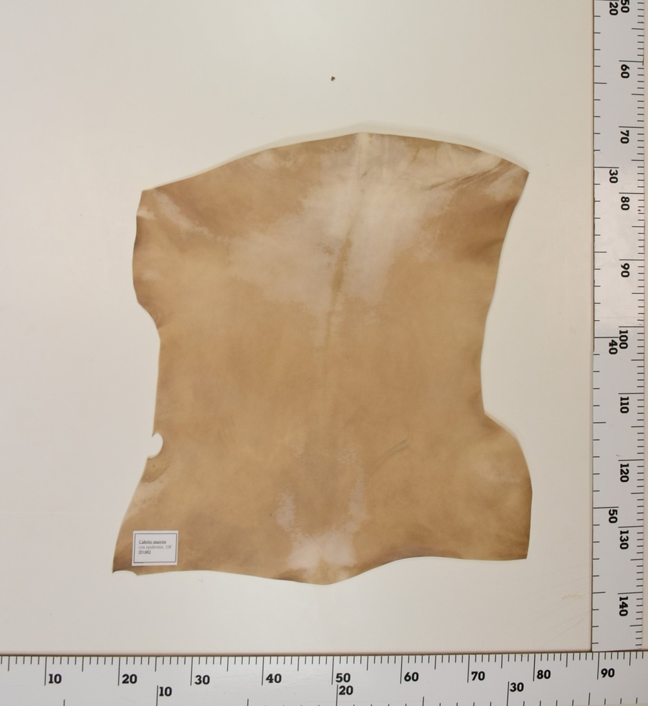 Cabrito Marrón ID002