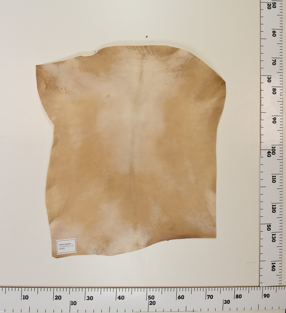 Cabrito Marrón ID003