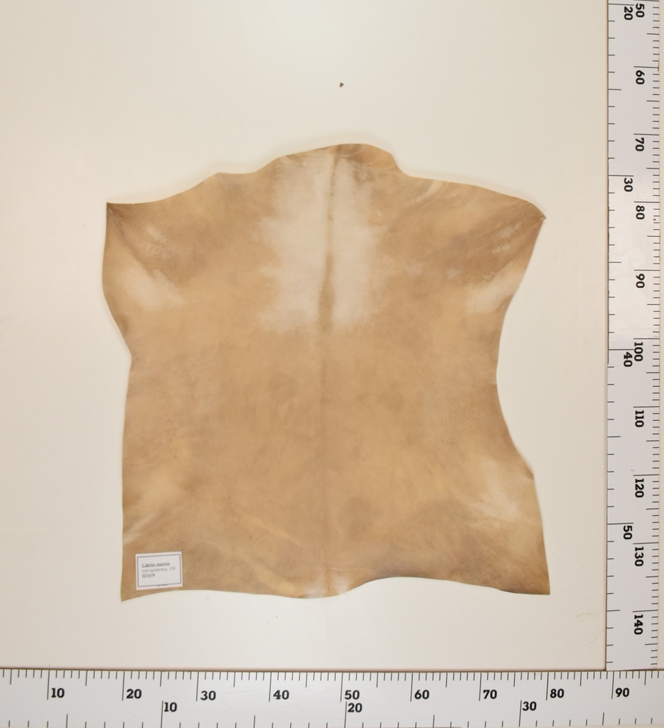 Cabrito Marrón ID019