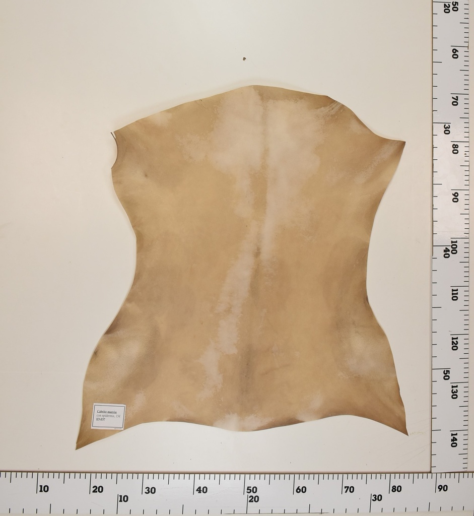 Cabrito Marrón ID037