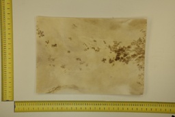 [22-5337-26-006] Formato moteado 53 X 37 2ª ID.006