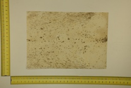 [22-5337-26-019] Formato moteado 53 X 37 2ª ID.019