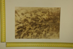 [22-5337-26-024] Formato moteado 53 X 37 2ª ID.024