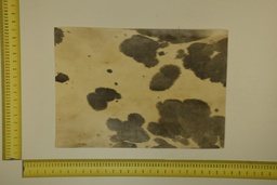 [22-5337-26-032] Formato moteado 53 X 37 2ª ID.032