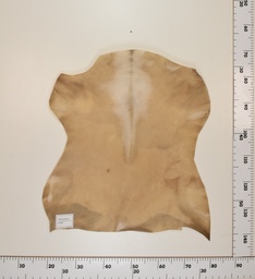 [24-0001-024] Cabrito Marrón ID024