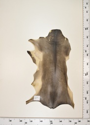 [22-0001-17-001] Cordero Negro ID001