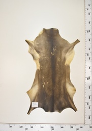 [22-0001-17-014] Cordero Negro ID014