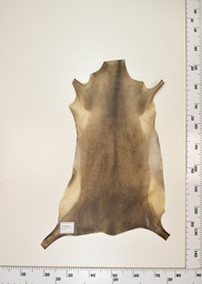 [22-0001-17-015] Cordero Negro ID015