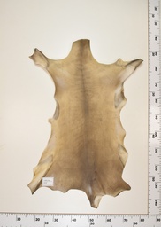 [22-0001-17-020] Cordero Negro ID020