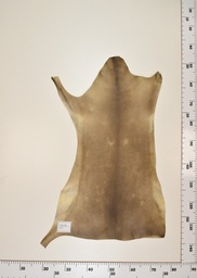 [22-0001-17-021] Cordero Negro ID021