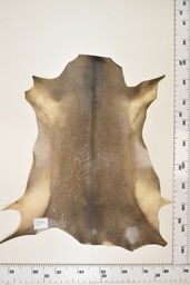 [22-0001-17-031] Cordero Negro ID031