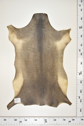 [22-0001-17-057] Cordero Negro ID057