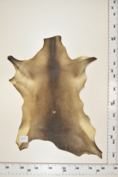 [22-0001-17-070] Cordero Negro ID070